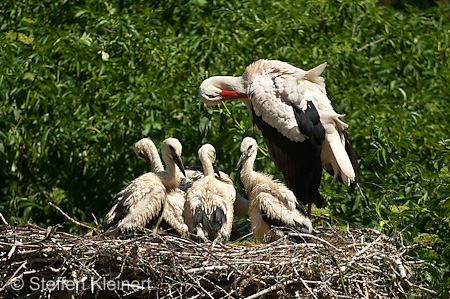 Weißstorch, Ciconia ciconia 027